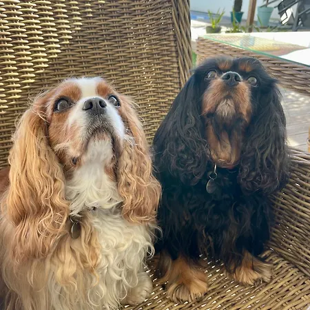 Casa Magnolia 3* Gafanha da Nazaré